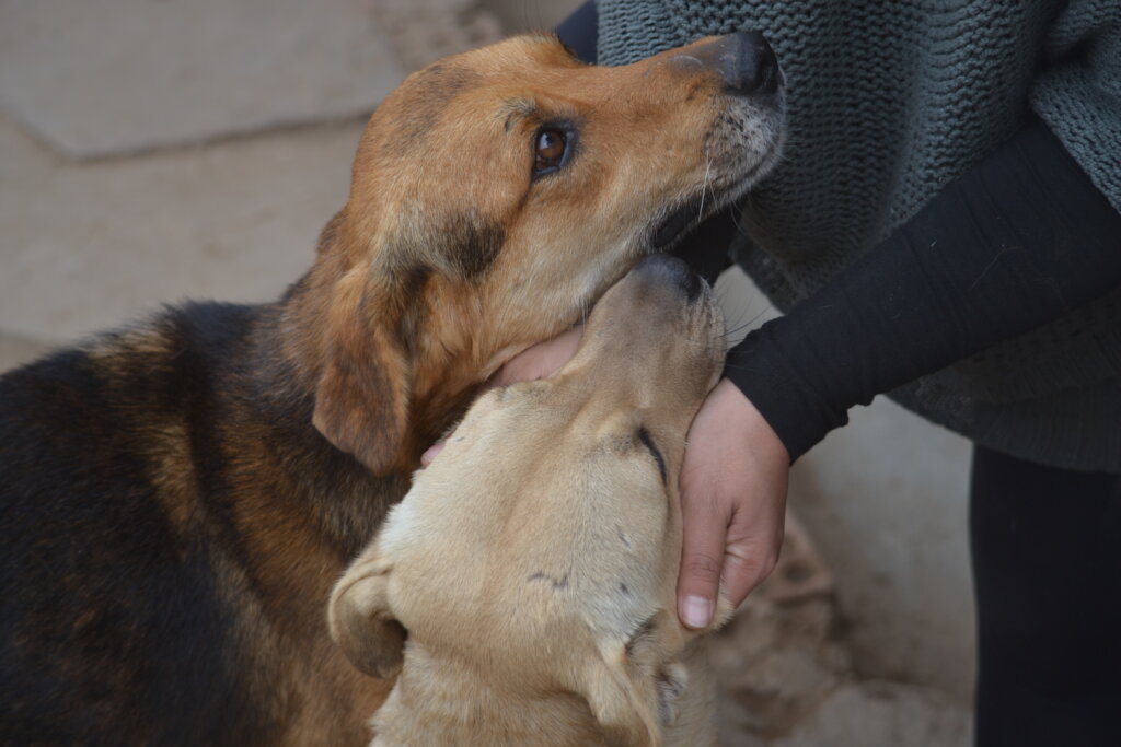 Help spay & neuter 2000 stray animals in Peru