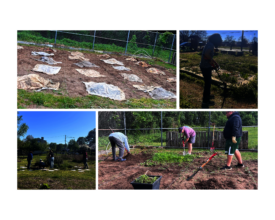 Three Sister Garden Installation