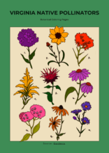 Cover Page of Pollinator coloring book