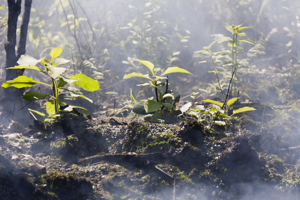 Deep Ecology Education Program