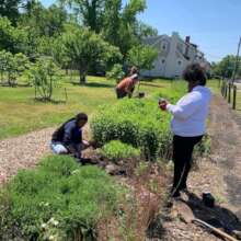 Pollinator Maintenance Day