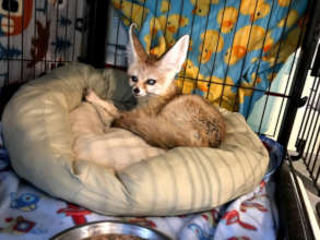 Stevie the blind elderly fennec fox