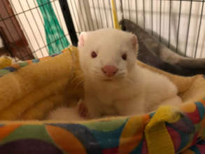 Elsa the mink who escaped from a fur farm