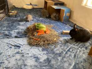 Happy sanctuary bunnies