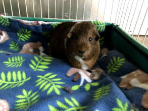 Pickles an elderly guinea piggie