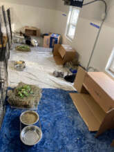 New rabbit area