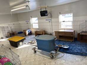 New rabbit area