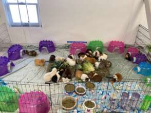 New girl guinea pig area