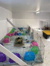 The boy and girl guinea pig enclosures