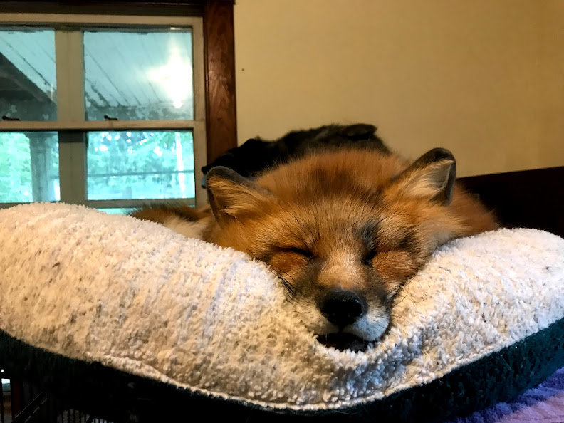 Critter Camp Exotic Pet Sanctuary's New Building