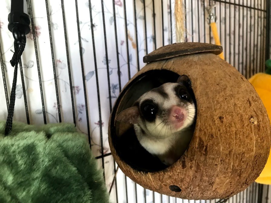 Critter Camp Exotic Pet Sanctuary's New Building