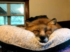 Tod the red fox