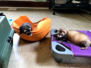 Bella and Shabba