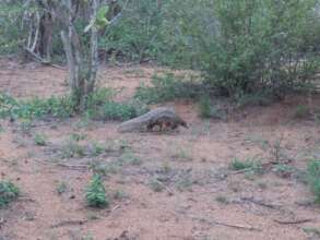 Bean out on a feeding walk