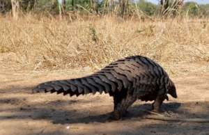 Wilma out for her daily walk