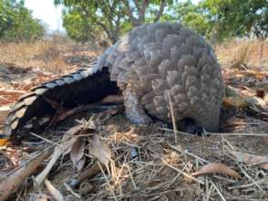 Wilma out for her daily walk