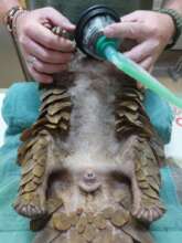 Tilly on arrival at the vets