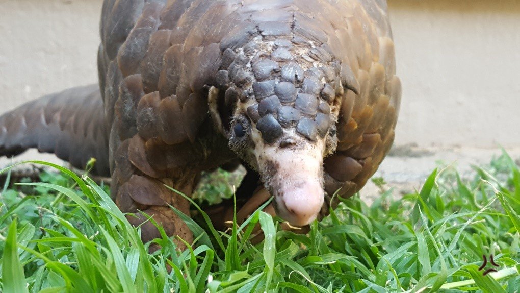 Rehabilitate & Monitor Rescued Pangolins