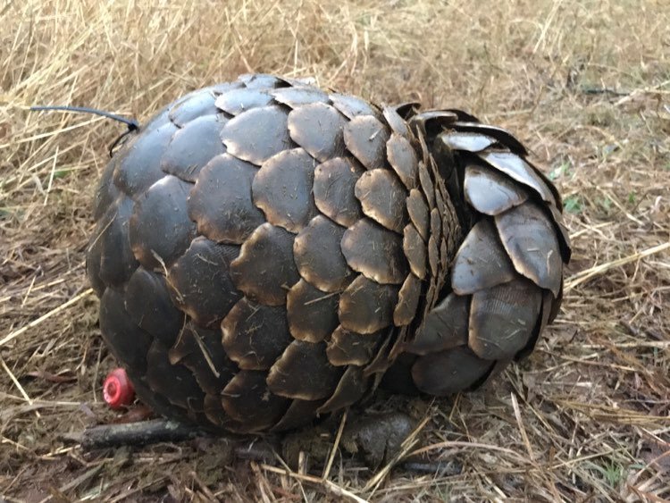 Rehabilitate & Monitor Rescued Pangolins