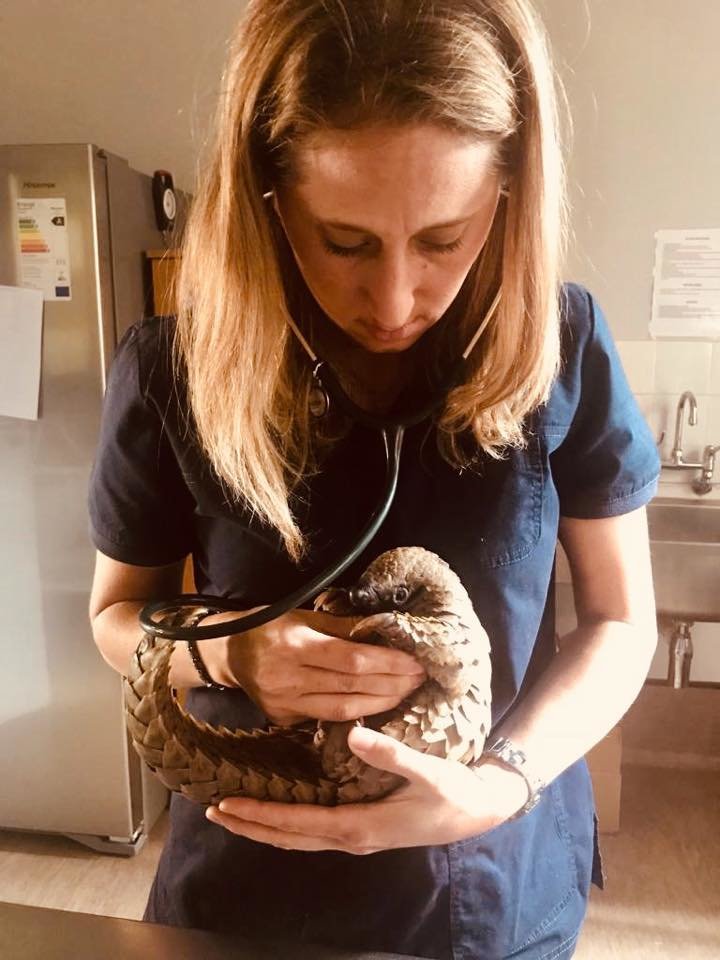 Rehabilitate & Monitor Rescued Pangolins