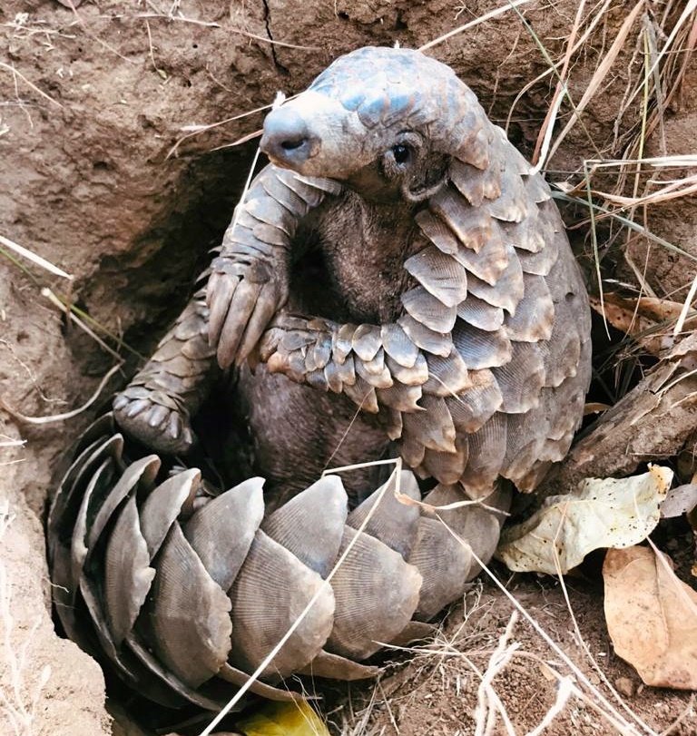 Rehabilitate & Monitor Rescued Pangolins