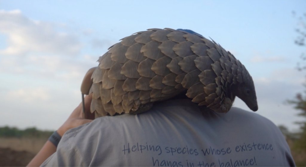 Rehabilitate & Monitor Rescued Pangolins
