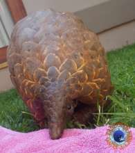 Flare - Rescued, rehabilitated & released in 2019