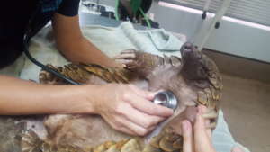 Rock - Rescued, rehabilitated & released in 2019