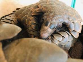 Lily - Rescued, rehabilitated & released in 2020