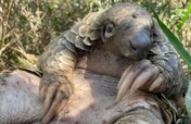 Rehabilitate & Monitor Rescued Pangolins