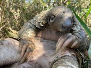 Rehabilitate & Monitor Rescued Pangolins
