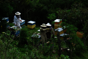 Beekeeping in partner farm. Touristic evaluation