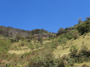 Recovering Hillsides After the Fires