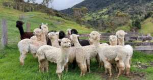 Alpaca farm, province of Canar