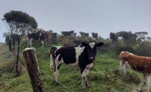 Livestock in paramo, buffer zone, Cambugan