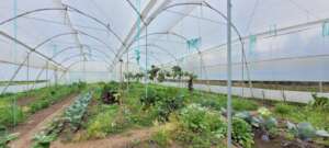 San Isidro Farm. Main Greenhouse in maintenance
