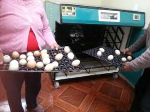 Egg incubator, july