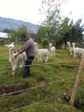 Andean Alpacas in Pintag! august