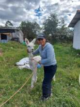 Andean Alpacas in Pintag! (2) august