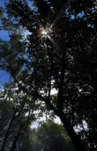 Sunlight and Hope in Cambugan Forest