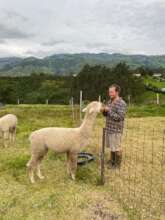 Mobile fences for our vivacious alpacas