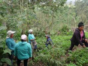 Cooperative crops in Mushuk Tukuy farms