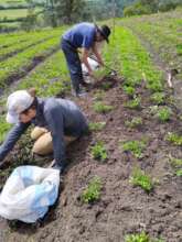 San Isidro Farm new crops