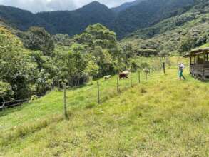 Our Alpacas in new spaces!