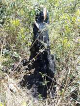 Burned tree from previous wildfires