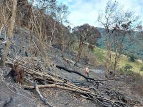 Ecuador: 44,000 farm animals died in 2024 fires.
