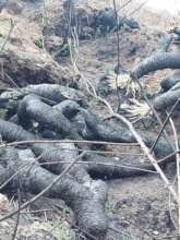 Cambugan forest lost 80+ hectares to 2024 fires.