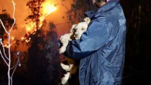 Ecuador:5,000+ fires, ravaged 80,000+hectares, '24