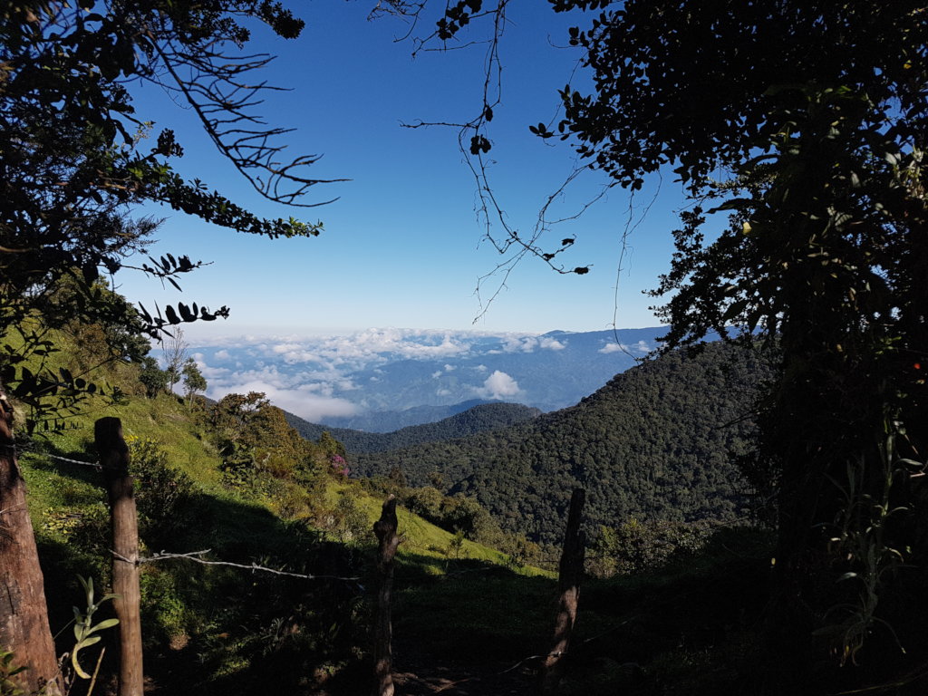 with your support this amazing forest will live!