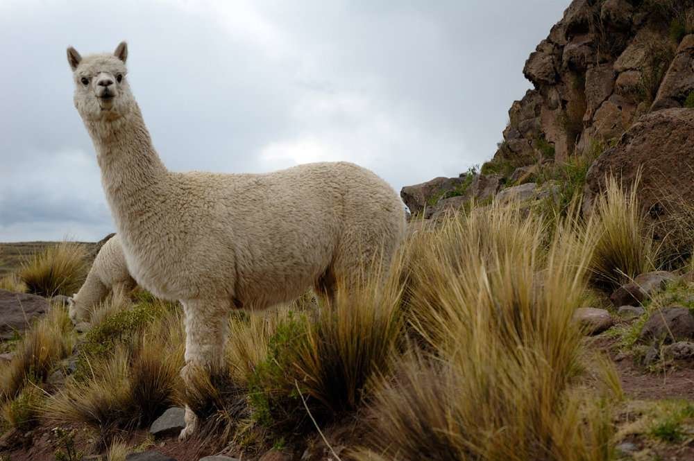 Recovering of native pastures with Andean camelids